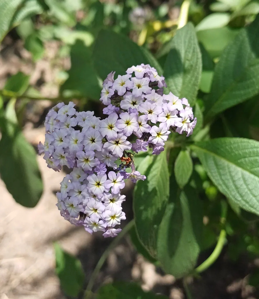 Cluster of small white flowers with pale yellow eyes on a bushy plant
