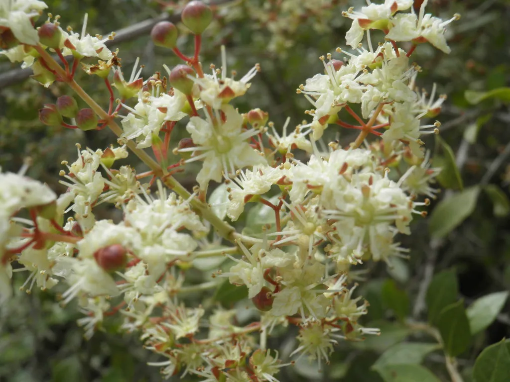 Sprays of small creamy-white scented flowers on a henna shrub