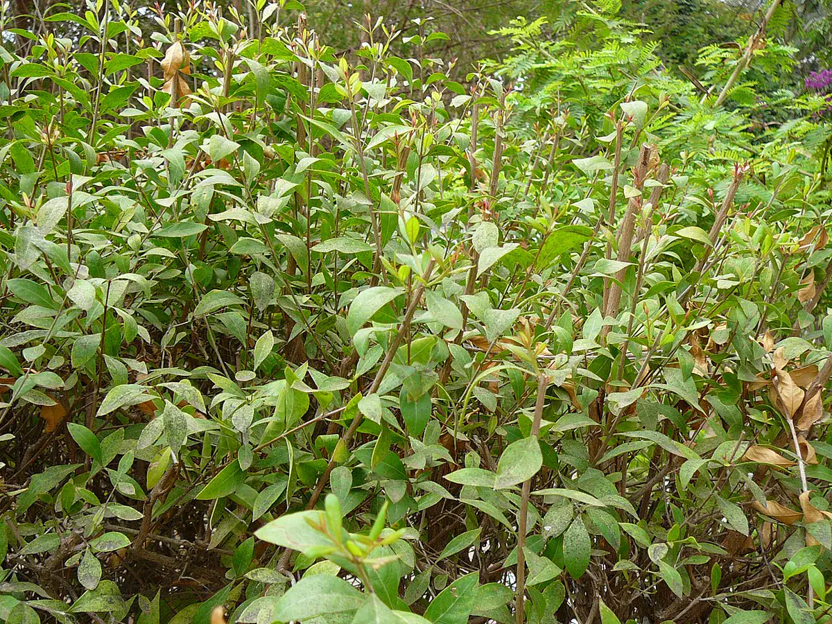 Dense bushy henna growth with fresh green leaves in full sun
