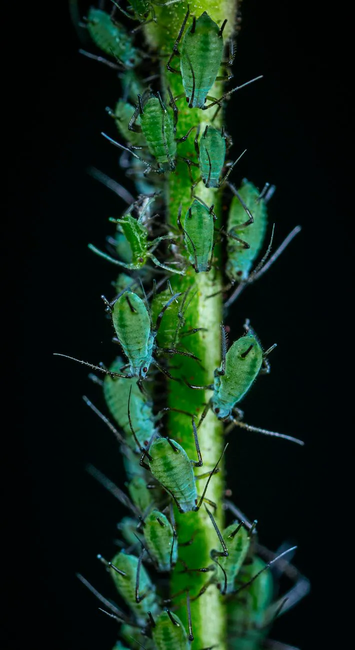 Dense colony of green aphids packed along a plant stem
