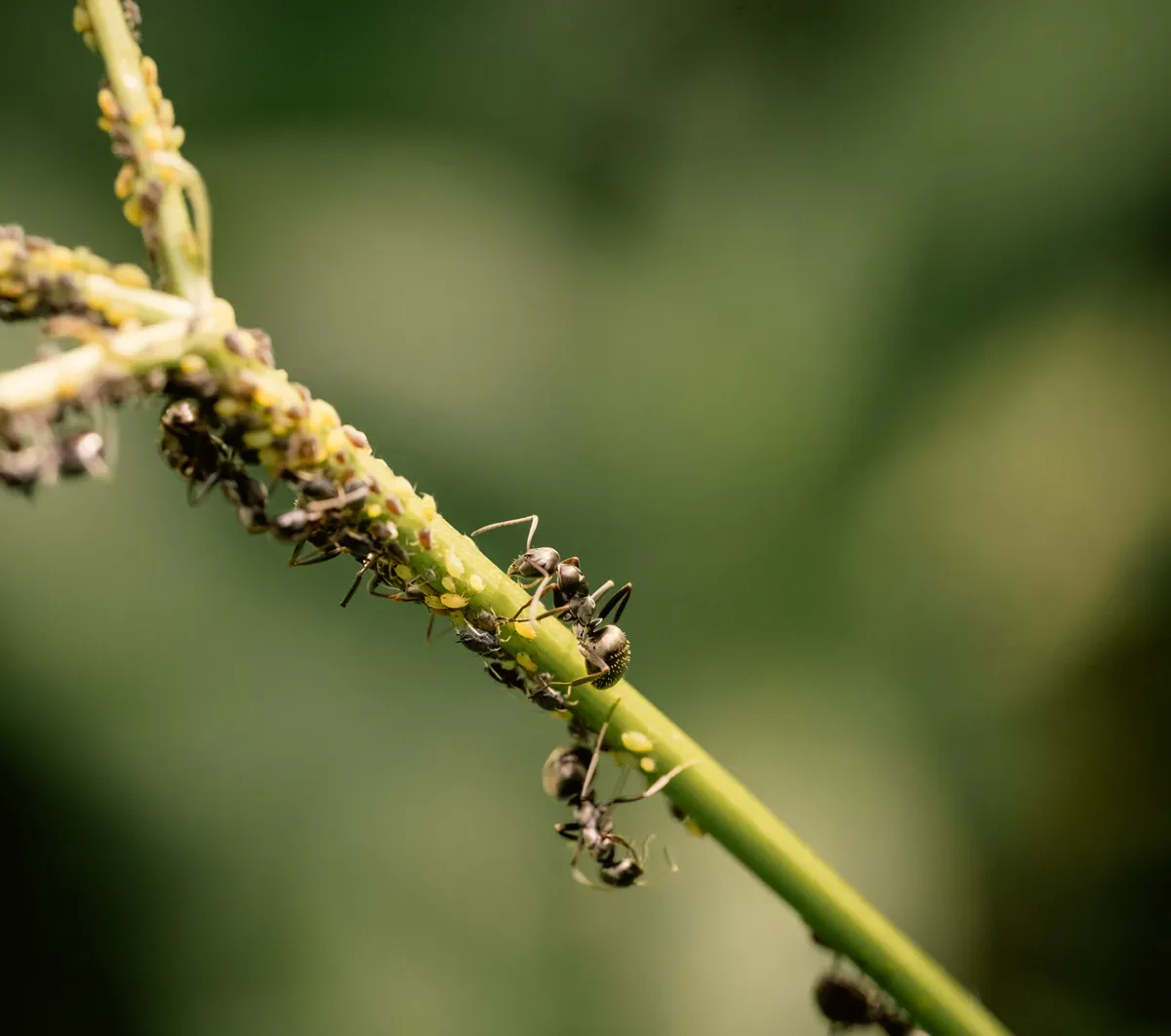 Ants moving along a stem among a colony of aphids