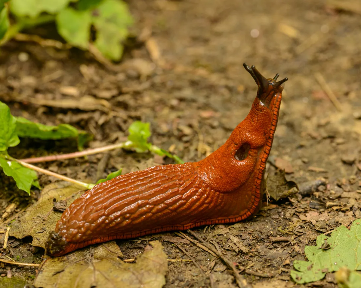 Large orange slug crossing bare damp soil in a garden