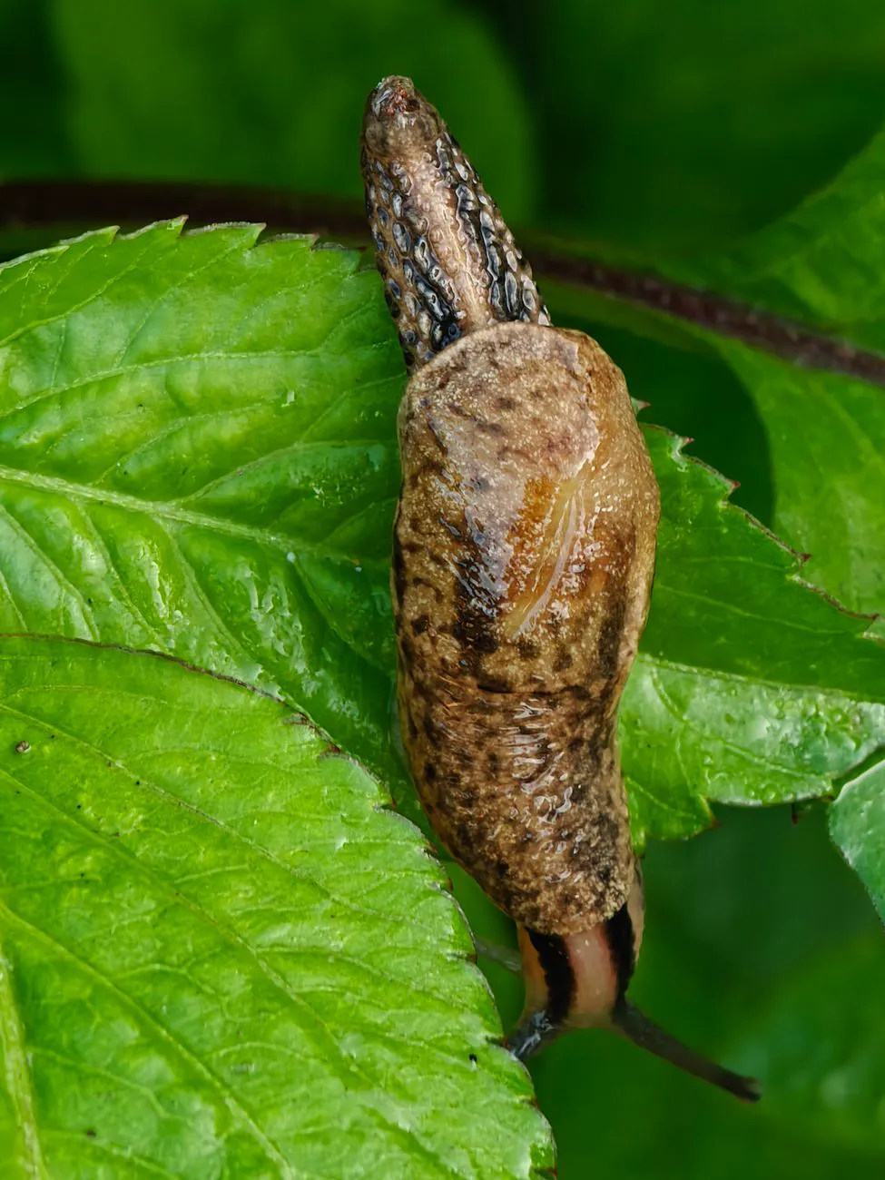 Slug feeding on a green leaf at close range