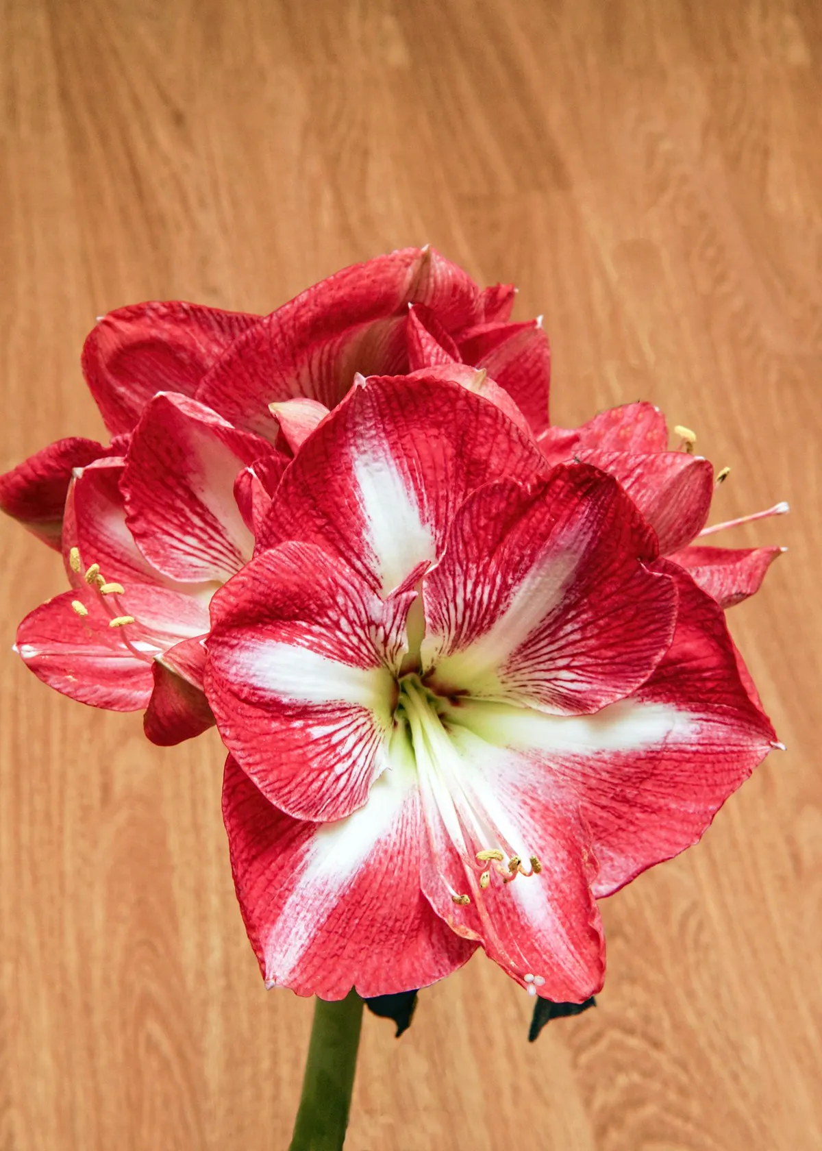 Red and white amaryllis flowers in full bloom