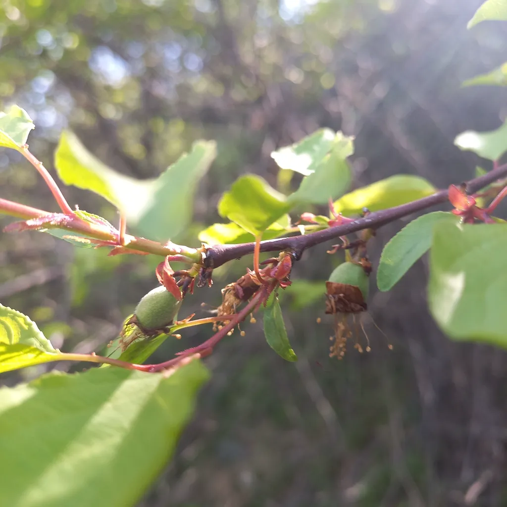 Small green apricots forming on the tree