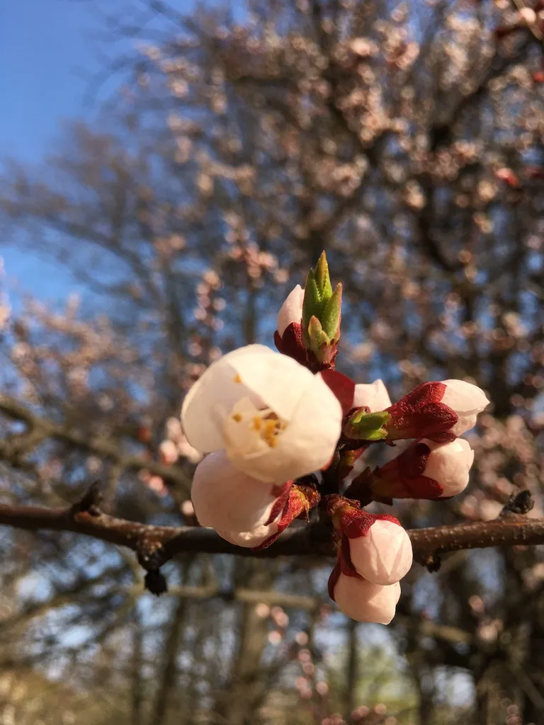 Pale pink apricot blossom and buds on a branch