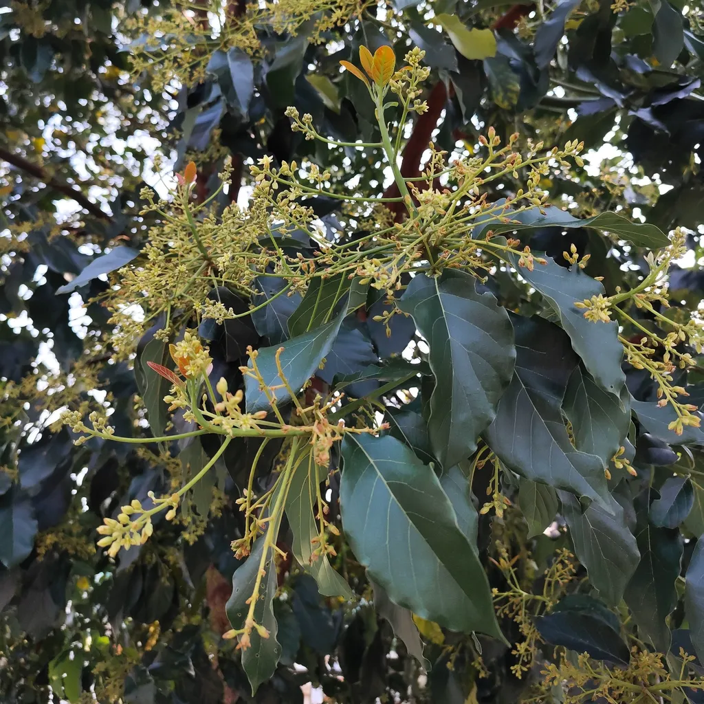 Yellow-green avocado flower panicles