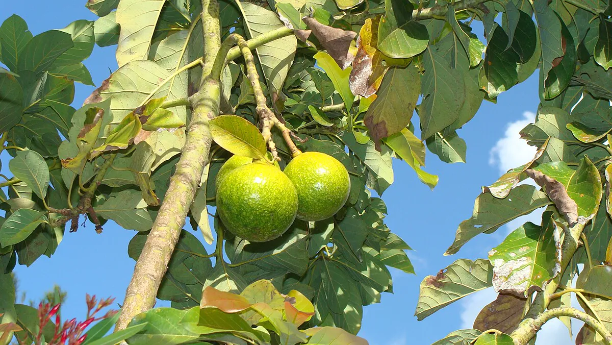 Green avocados ripening on the tree