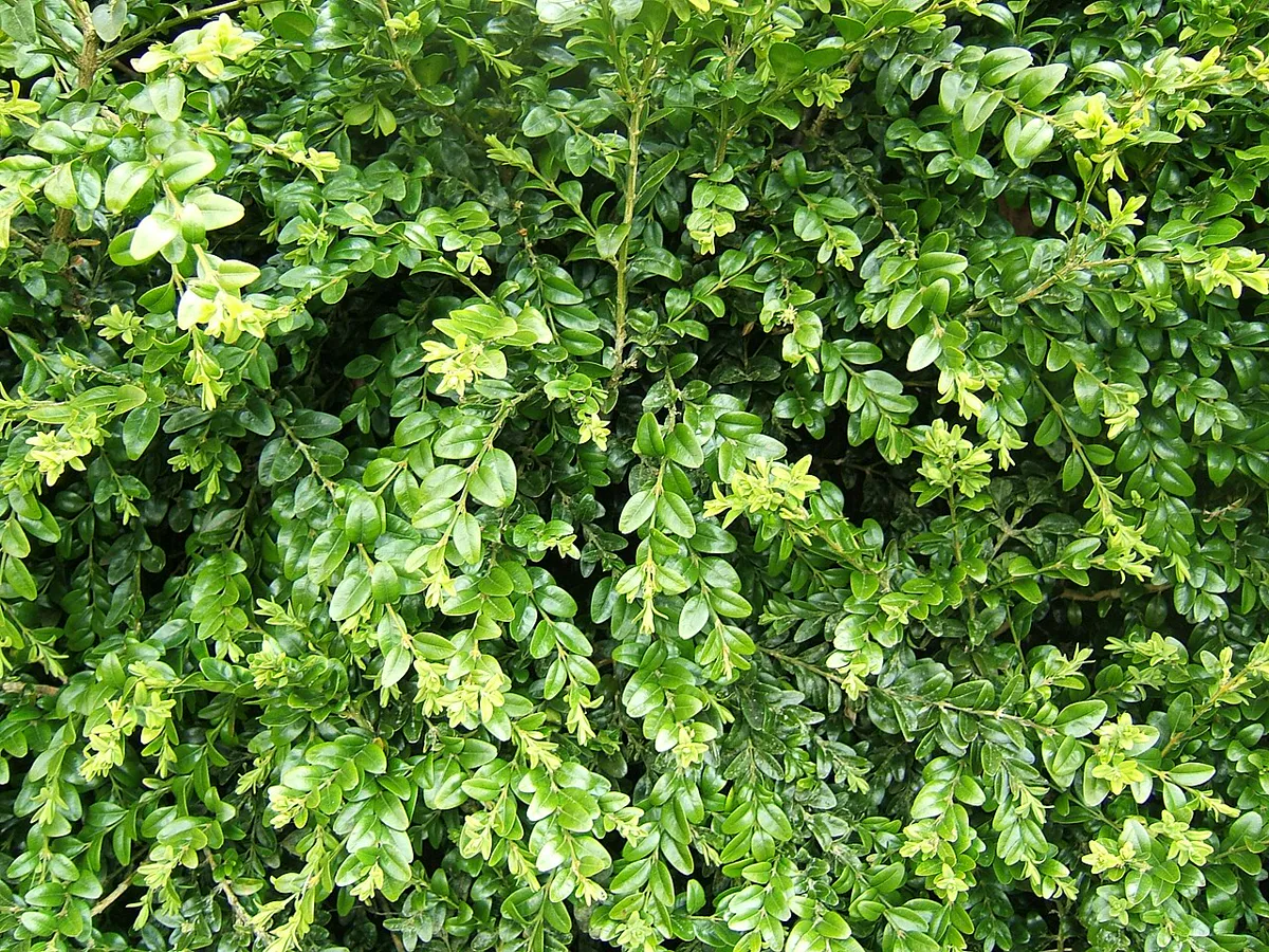 Dense evergreen boxwood foliage suited to clipping