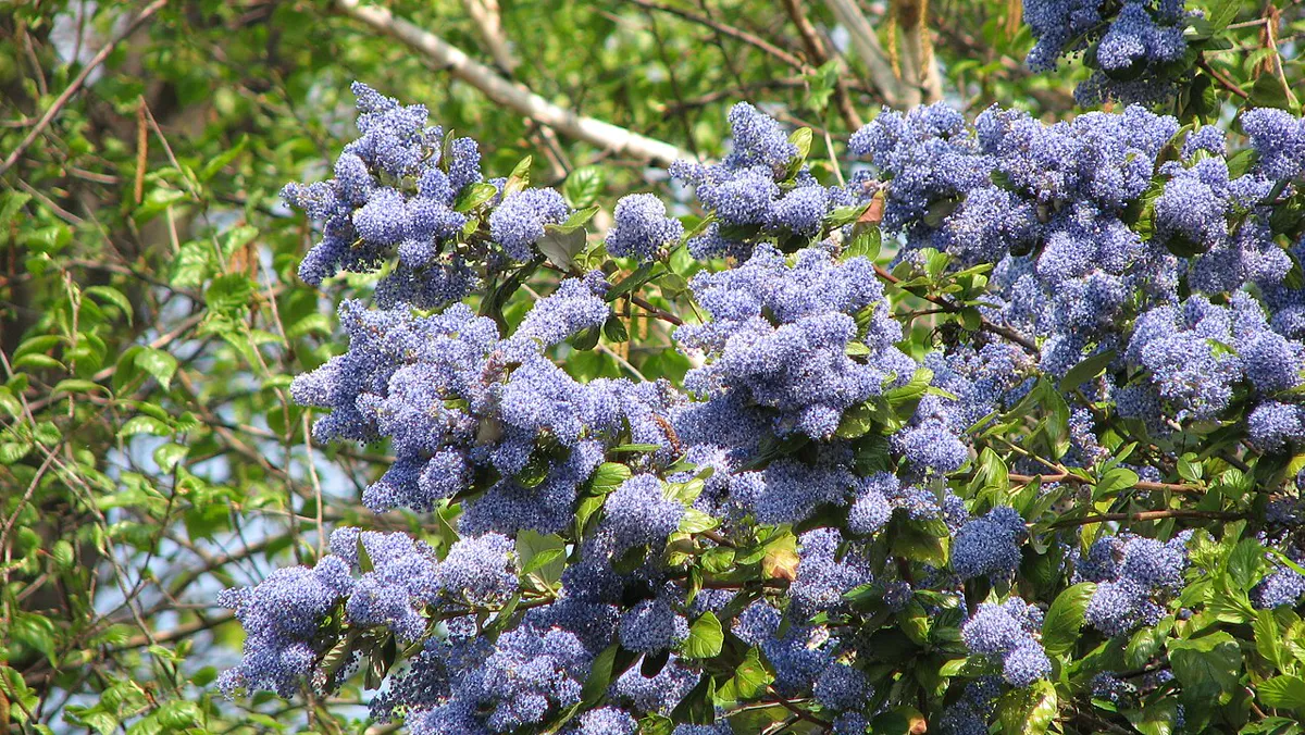 Ceanothus shrub covered in blue flower clusters