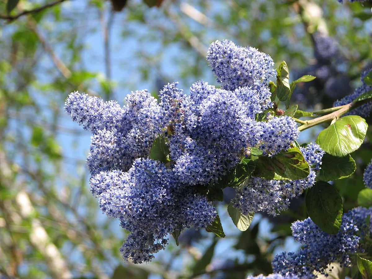 Blue ceanothus flowers set against a clear sky