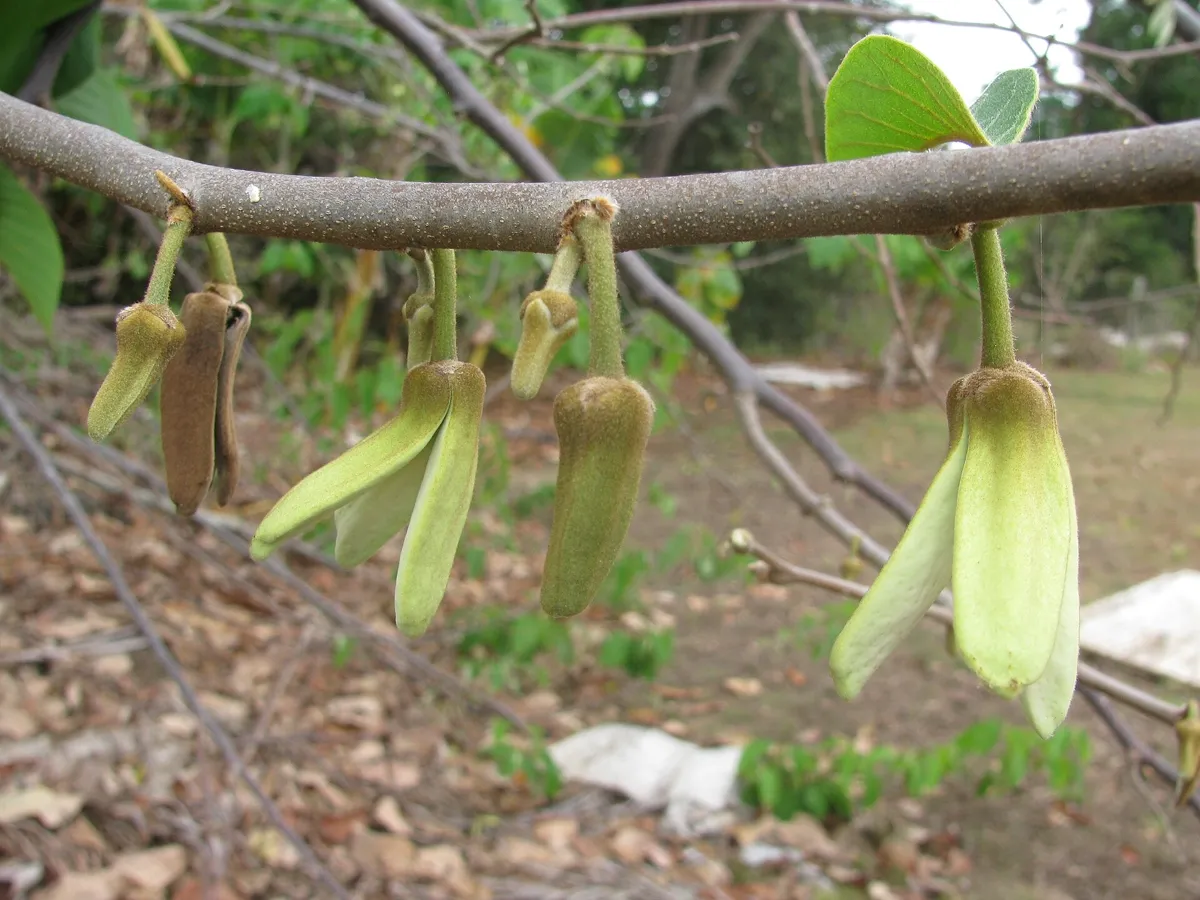 Row of pale green cherimoya flowers hanging along a bare branch