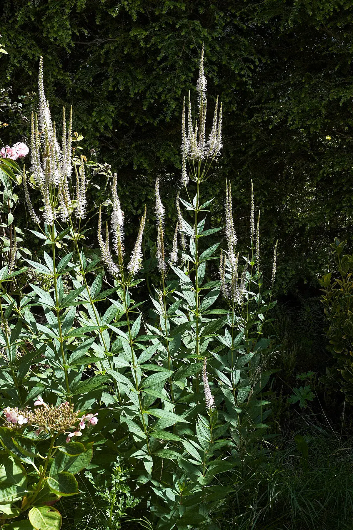 A tall stand of Culver's root in bloom, white flower spikes rising above the border