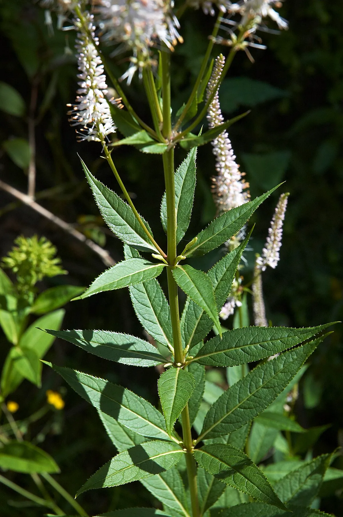 Whorled leaves and a branching flower spike of Veronicastrum virginicum
