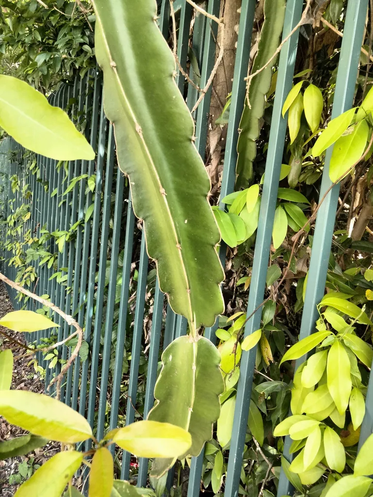 Dragon fruit cactus stems climbing a garden fence
