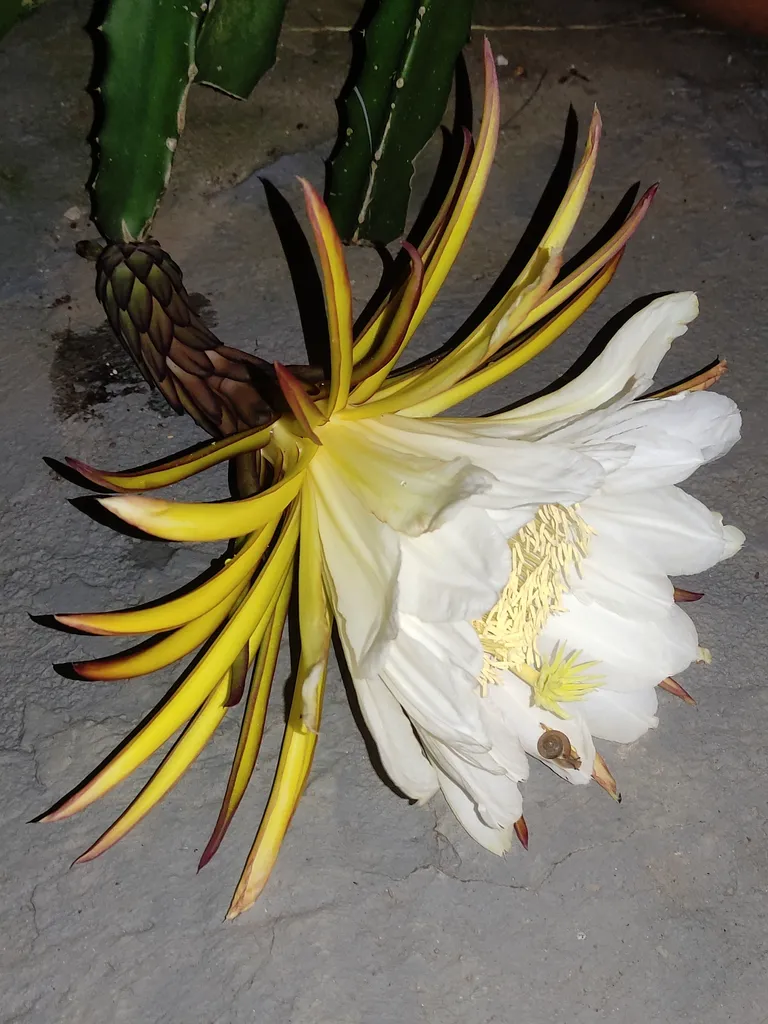 A large white dragon fruit flower open on the cactus