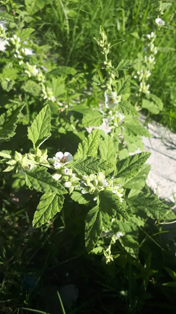 A mallow plant flowering among grass in a sunny spot