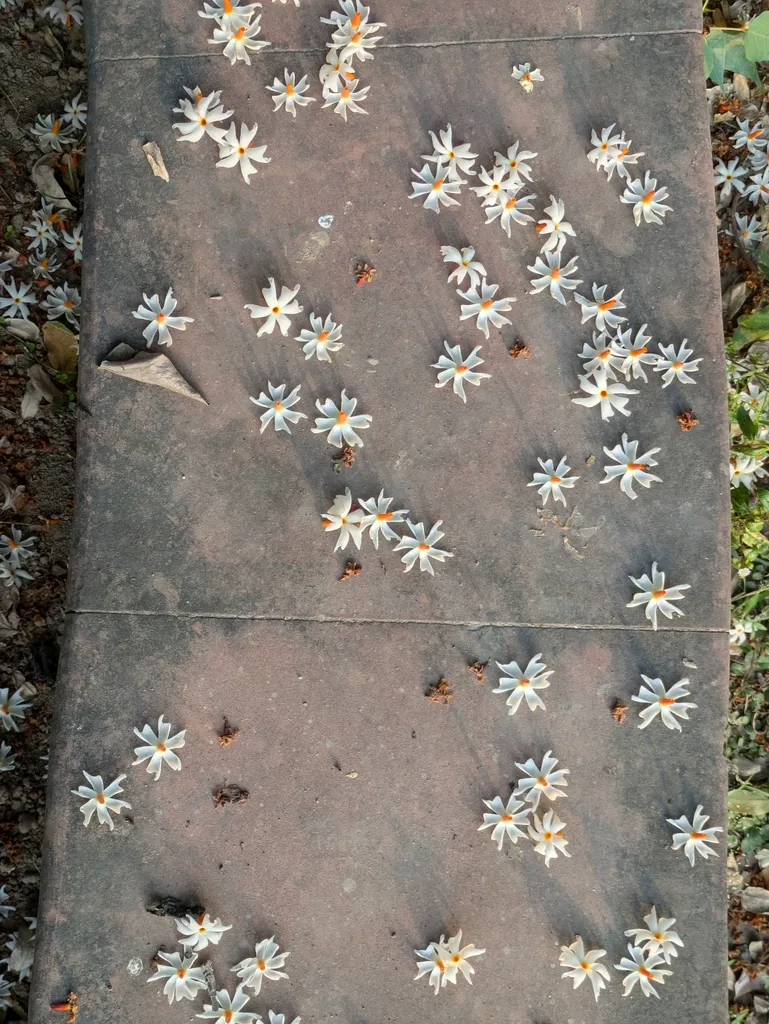 Fallen parijat flowers with white petals and orange tubes