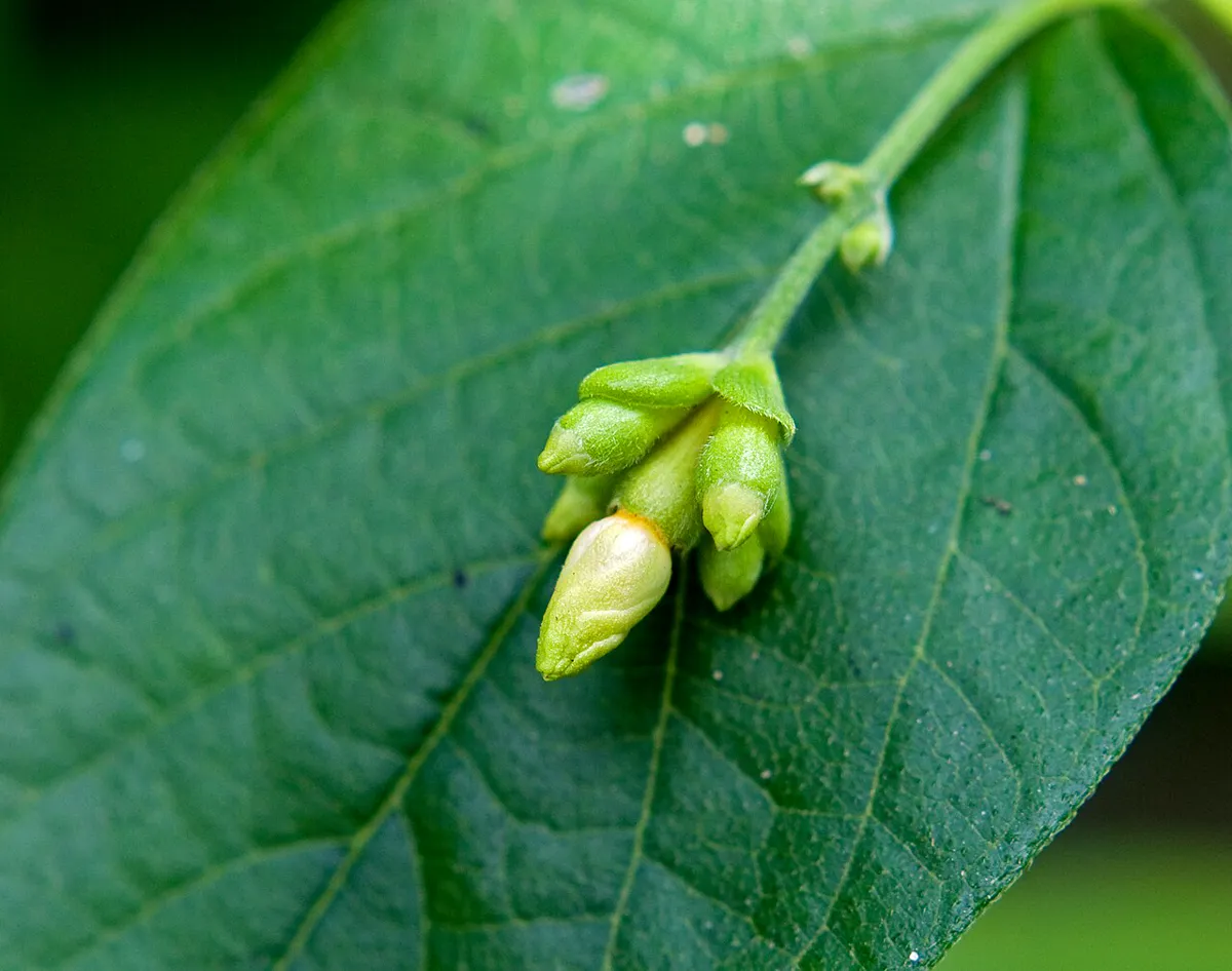 Parijat flower buds forming on a leafy branch
