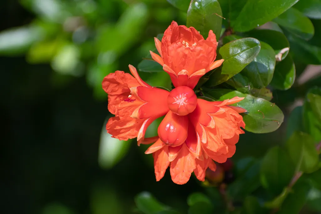 A bright orange-red pomegranate flower with a forming fruit