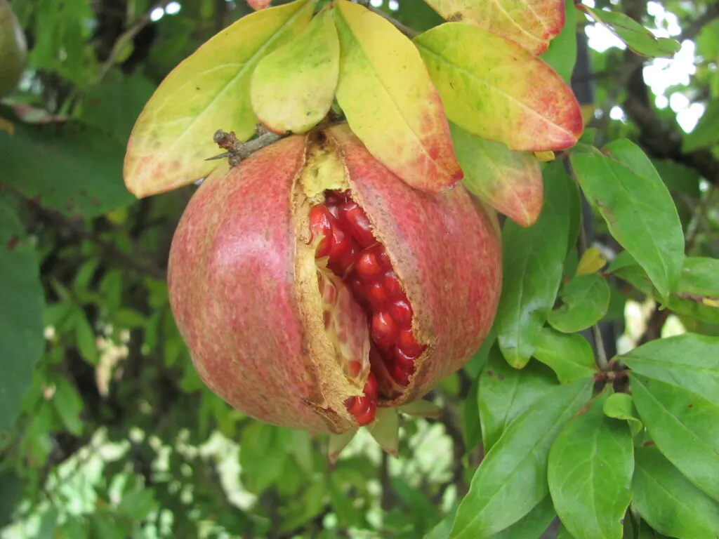 A ripe pomegranate split open to show its red seeds
