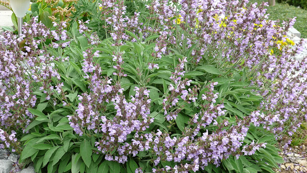 Culinary sage plant in full lilac bloom in a herb garden