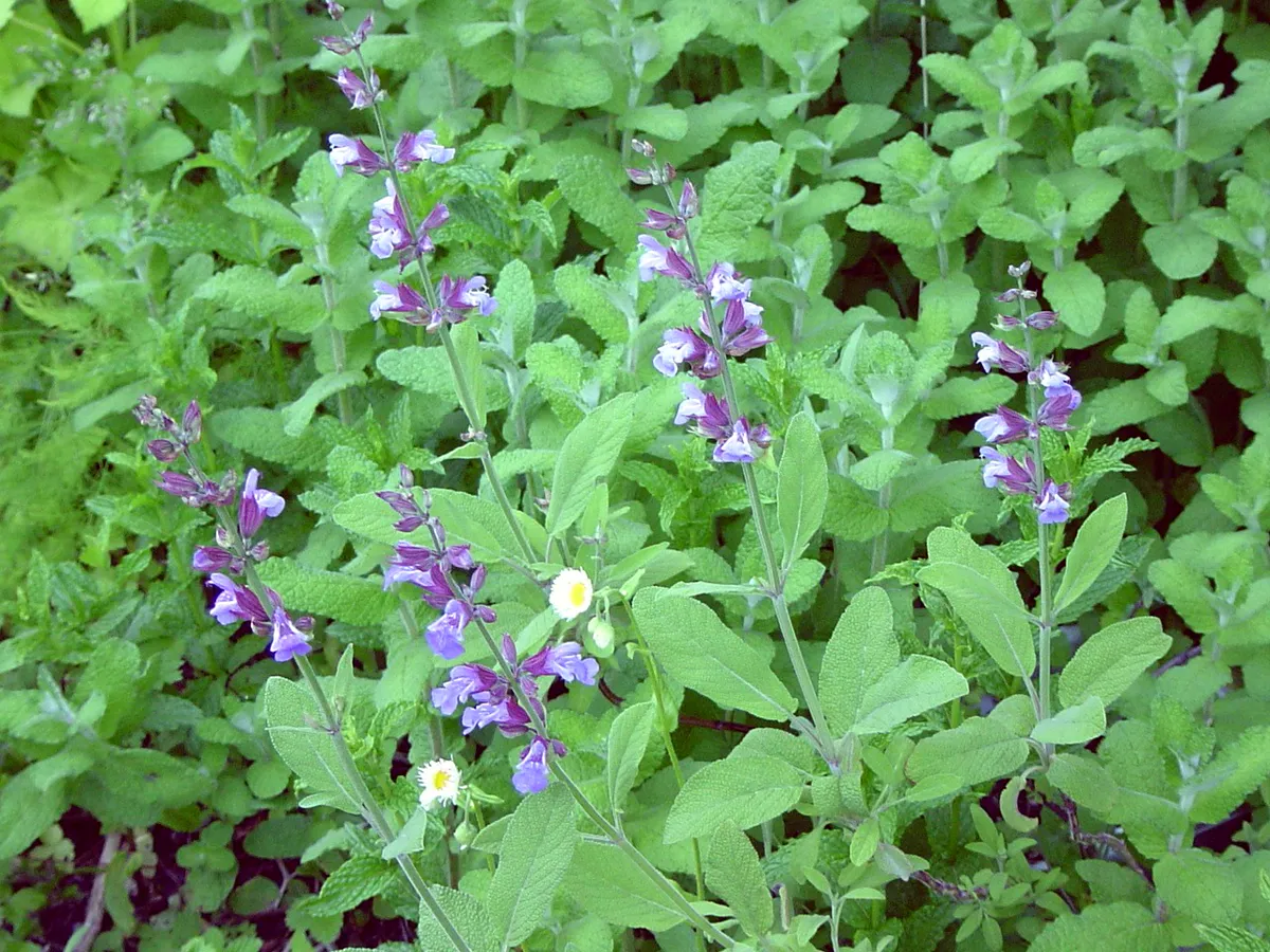 Common sage with purple flower spikes and grey-green leaves