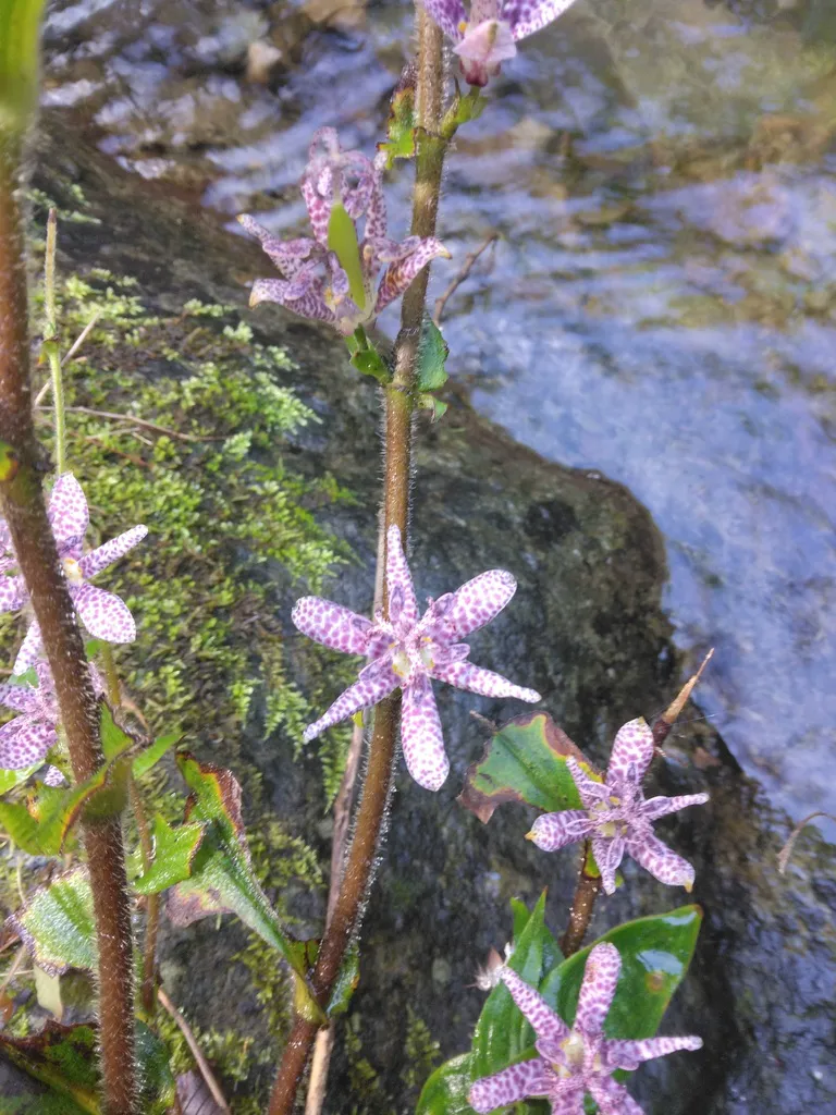 A toad lily flowering stem arching over rock in a shady spot