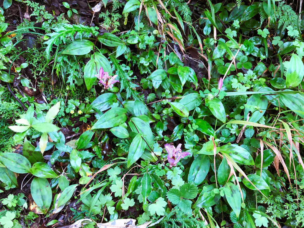 A clump of toad lily with its broad leaves used as woodland ground cover