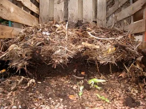 How to Reuse Old Potting Soil