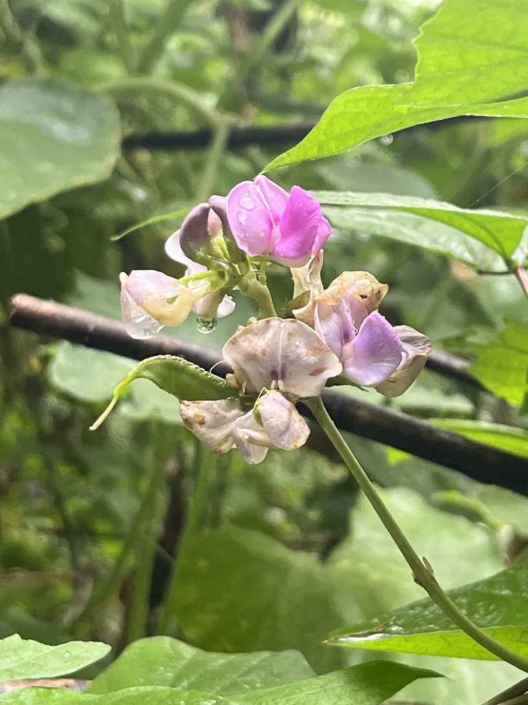 Purple-pink pea-like flowers and flat young pods on a twining stem