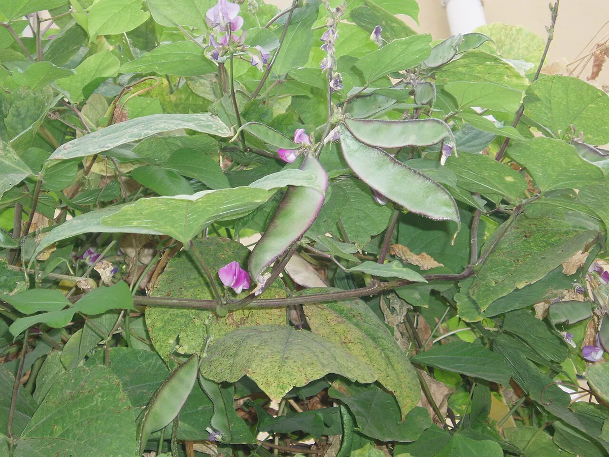 Twining vine carrying purple flower spikes and broad green pods