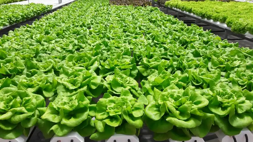 Rows of butterhead lettuce growing in a hydroponic raft system
