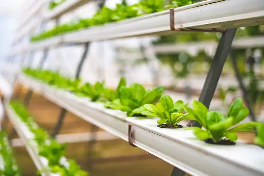 Tiered hydroponic shelves growing lettuce seedlings in net pots