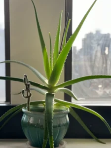 Is Aloe Vera Toxic to Cats? The Gel vs Latex Truth and First Aid