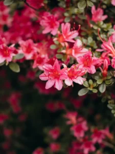 Is Azalea Toxic to Cats? Yes, and a Few Leaves Can Do It