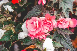 Is Begonia Toxic to Dogs? The Tuber Is the Real Danger