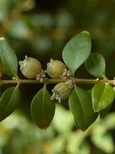 Is Boxwood Toxic to Cats? Yes, But Nothing Like Yew