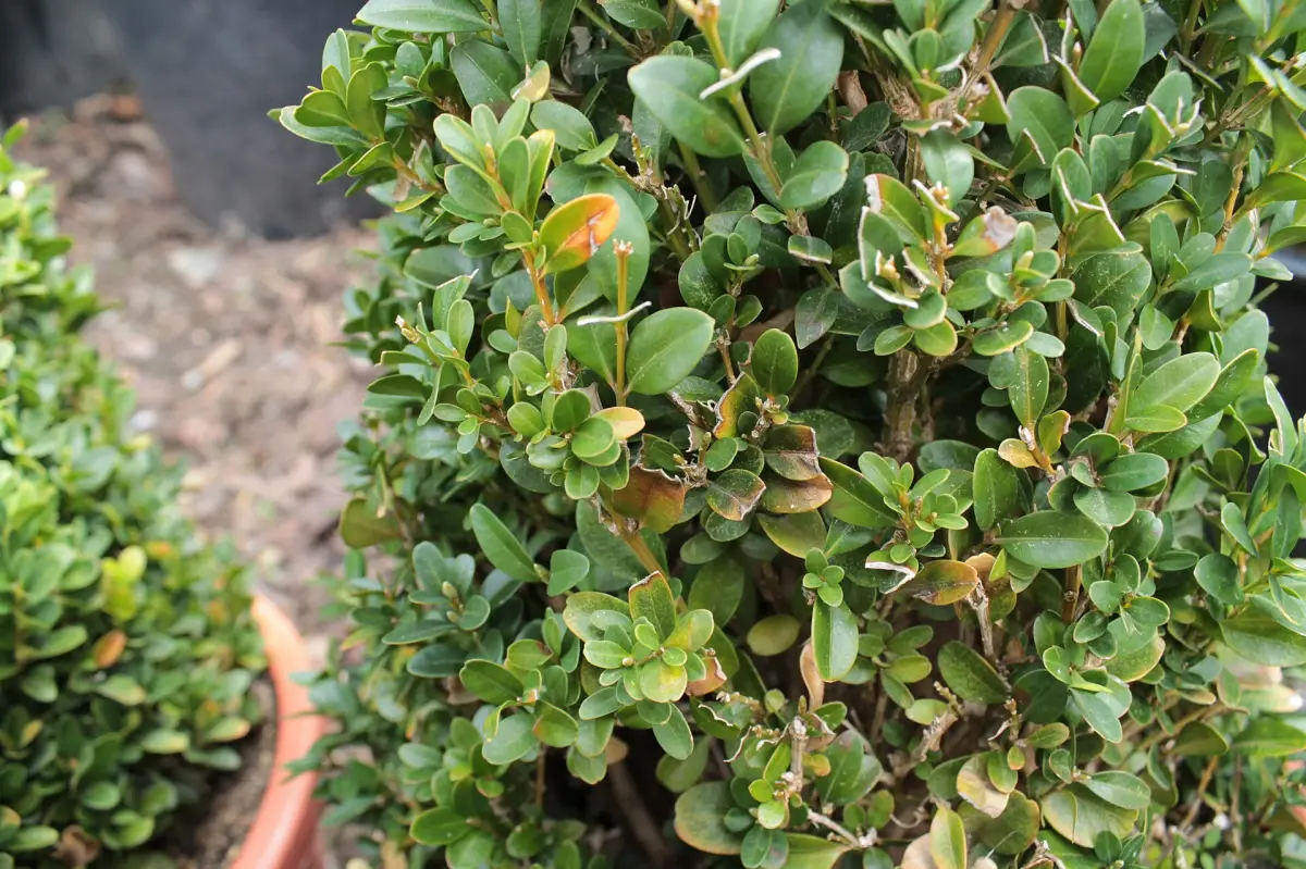 Is Boxwood Toxic to Dogs? The Hedge-Clipping Danger