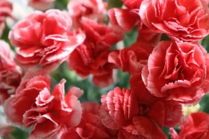 Is Carnation Toxic to Dogs? One of the Mildest Flowers