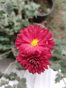 Is Chrysanthemum Toxic to Cats? 7 Facts Most Pages Get Wrong