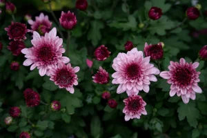 Is Chrysanthemum Toxic to Dogs? The Pyrethrin Truth