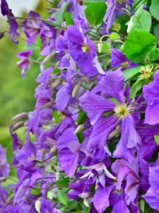 Is Clematis Toxic to Cats? Mild, With One Real Catch