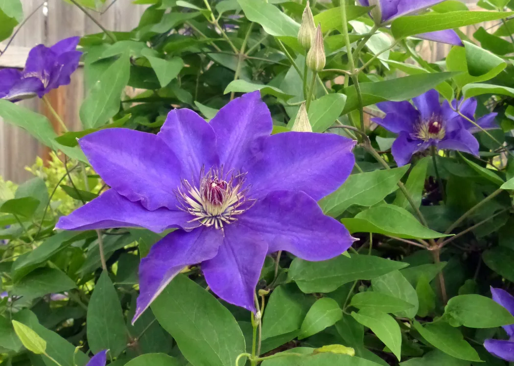 Is Clematis Toxic to Dogs? Mild, but Worth Knowing