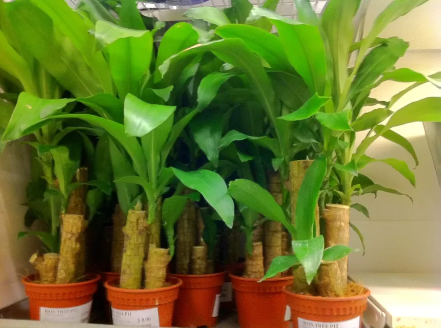Is corn plant toxic to dogs — dracaena corn plant cuttings sprouting green leaves from thick canes in orange nursery pots