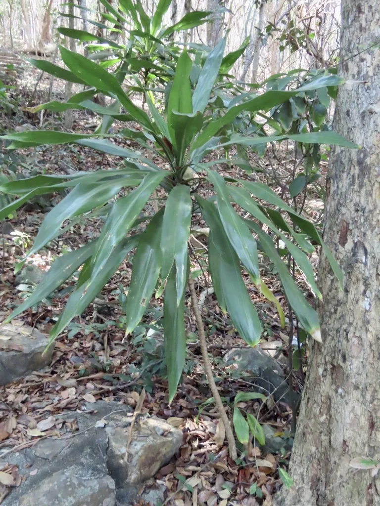 Corn plant with long strap-shaped leaves radiating from a woody stem