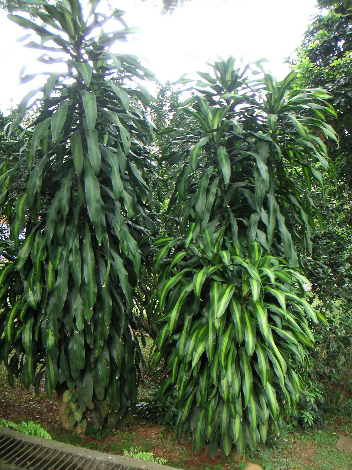 Mature corn plant growing outdoors as a tall leafy shrub