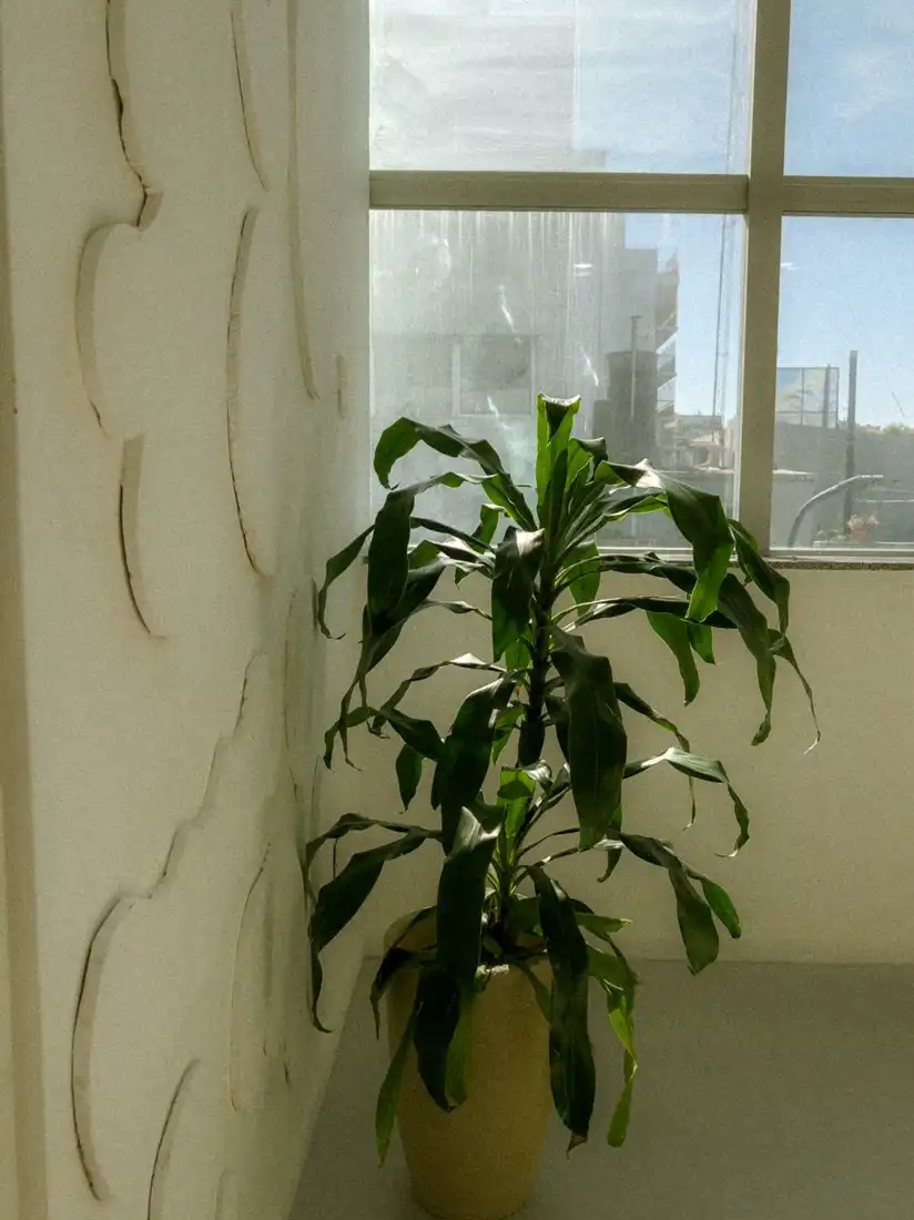 Corn plant dracaena in a floor pot beside a bright window