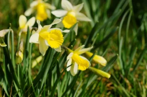 Is Daffodil Toxic to Dogs? The Bulb Is the Big Danger