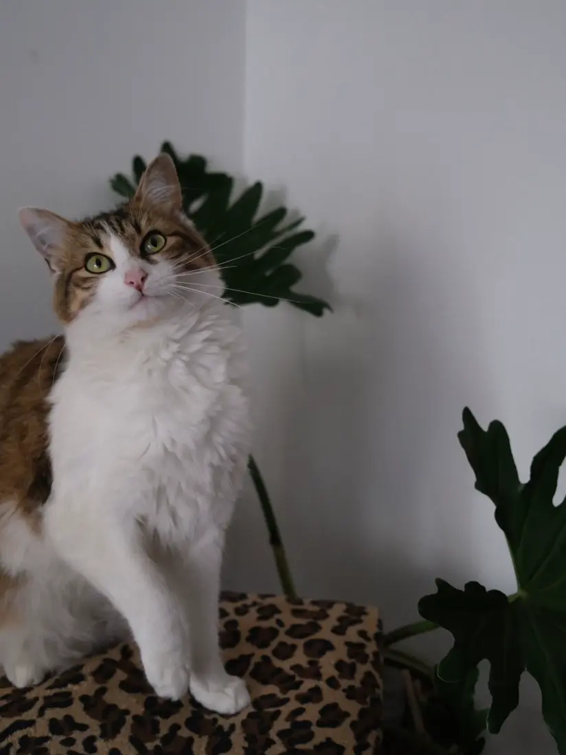 Curious calico cat sitting beside a large split-leaf houseplant indoors